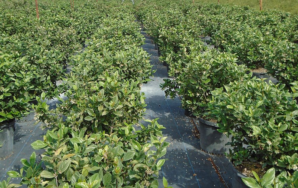 viburnum-suspensum-sandankwa-viburnum