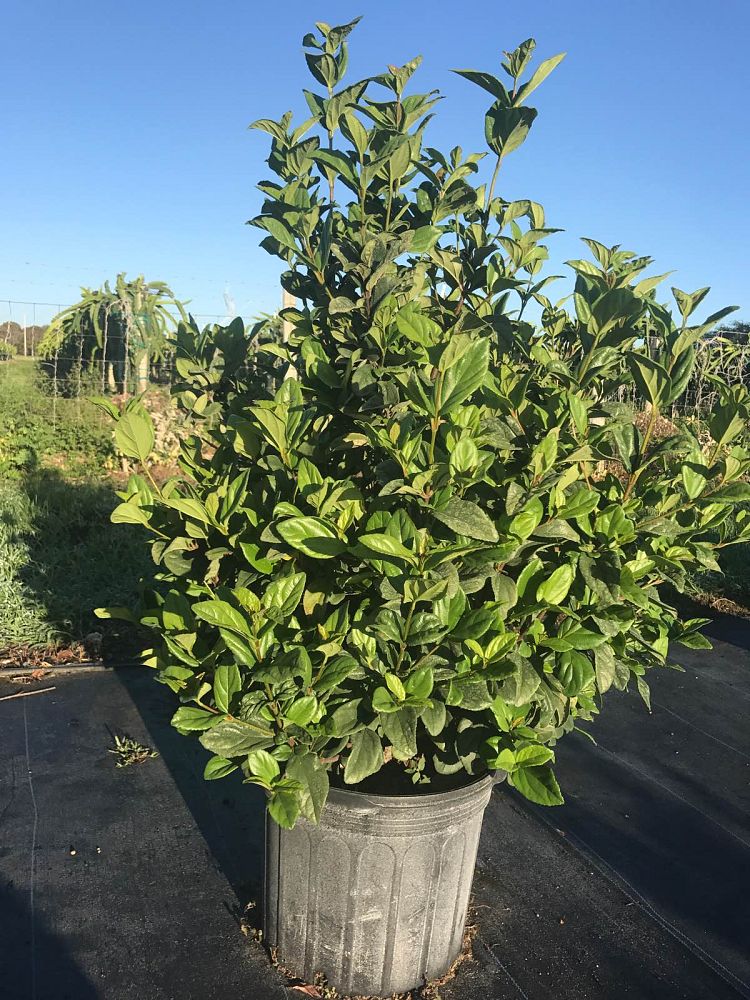 viburnum-suspensum-sandankwa-viburnum
