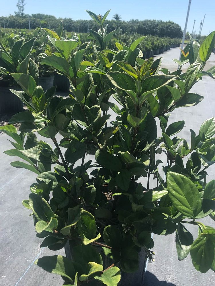 viburnum-suspensum-sandankwa-viburnum