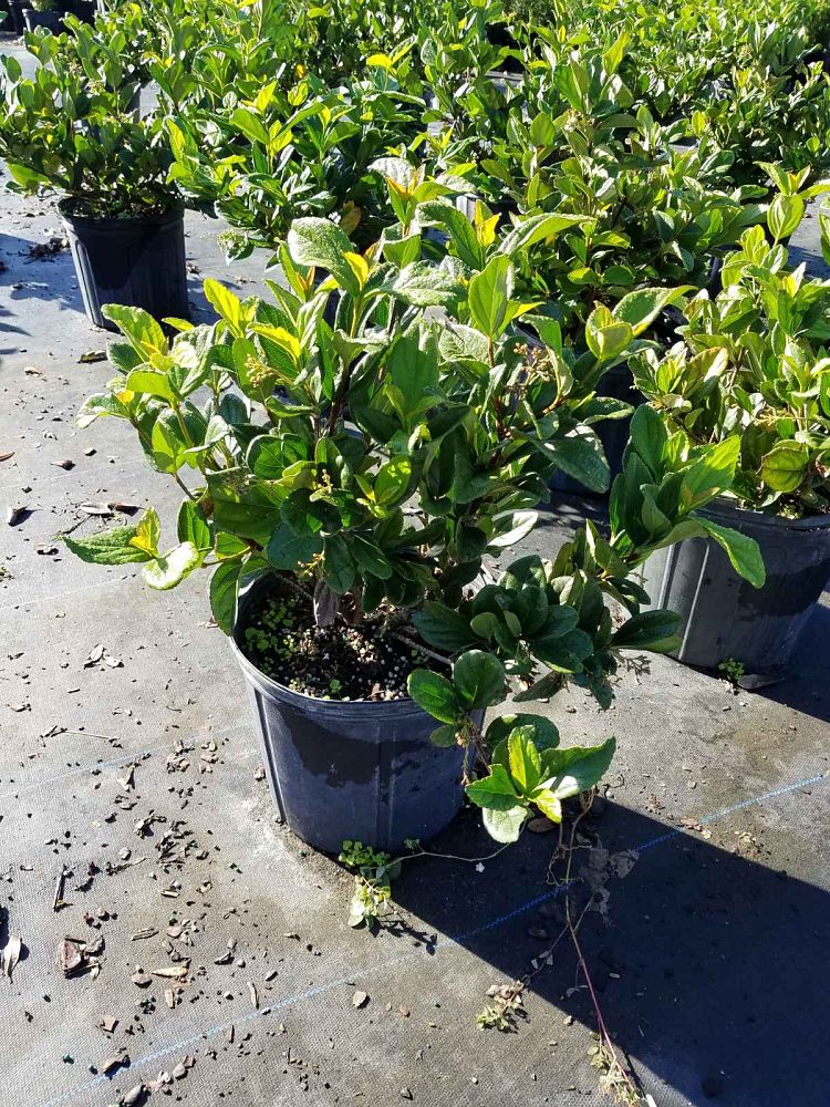 viburnum-suspensum-sandankwa-viburnum