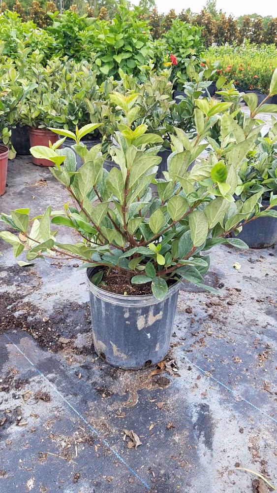 viburnum-suspensum-sandankwa-viburnum