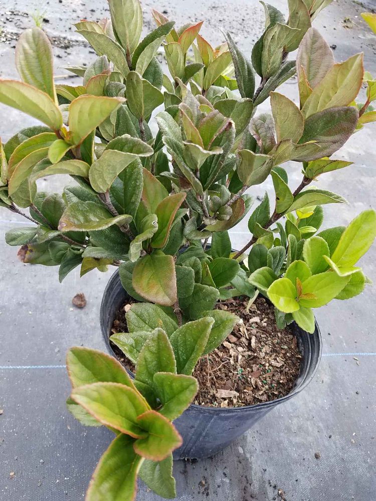 viburnum-suspensum-sandankwa-viburnum