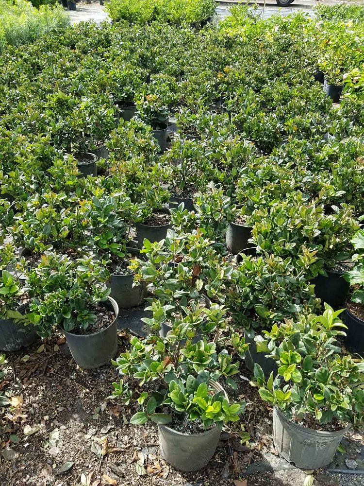 viburnum-suspensum-sandankwa-viburnum
