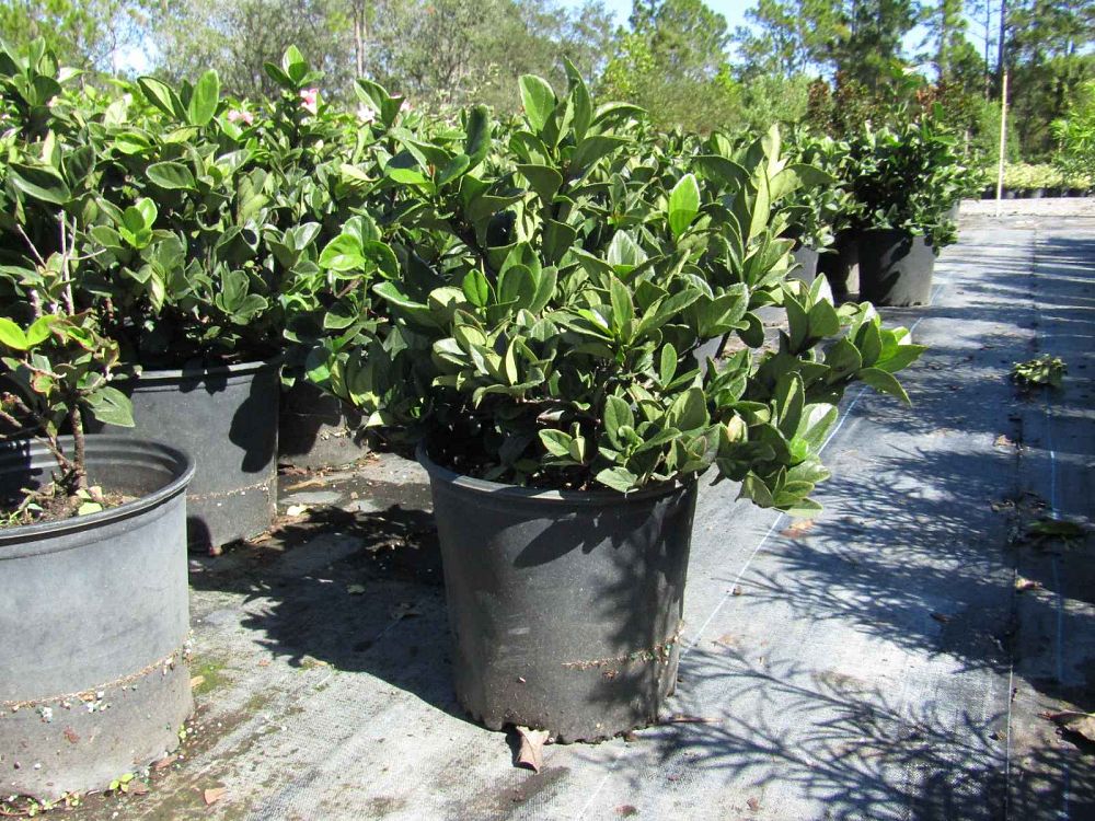 viburnum-suspensum-sandankwa-viburnum