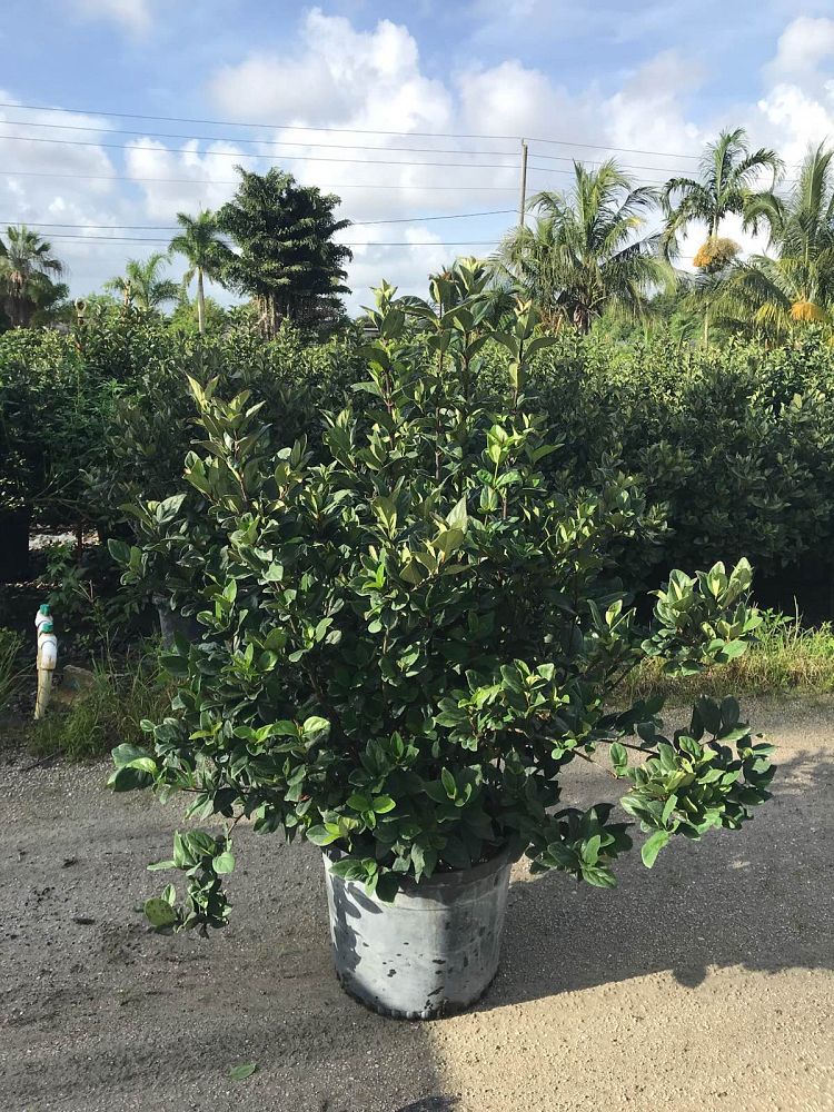 viburnum-suspensum-sandankwa-viburnum