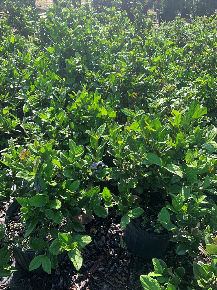 viburnum-suspensum-sandankwa-viburnum