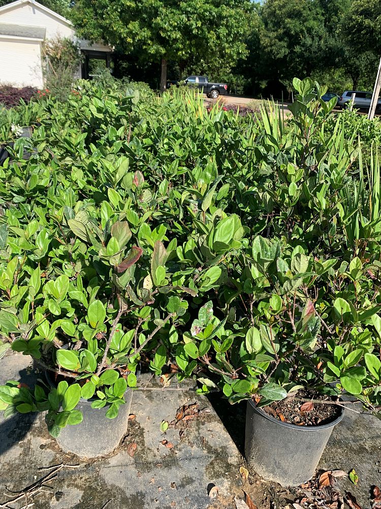 viburnum-suspensum-sandankwa-viburnum