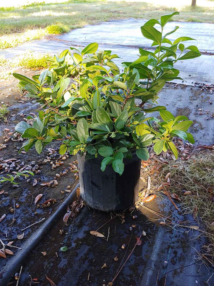 viburnum-suspensum-sandankwa-viburnum