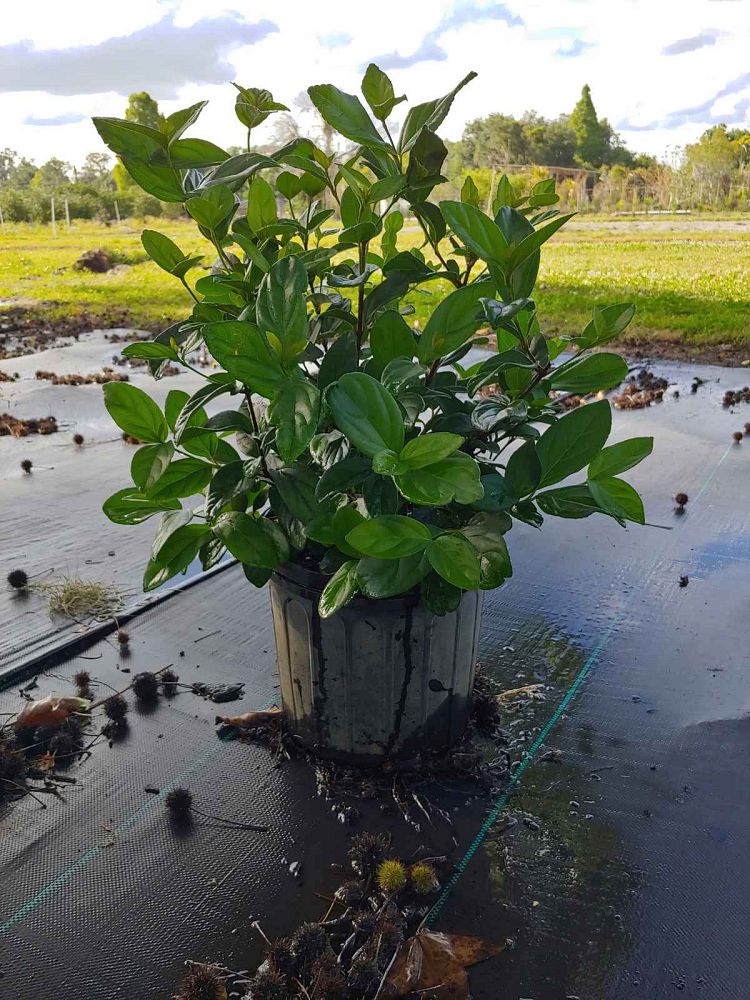 viburnum-suspensum-sandankwa-viburnum