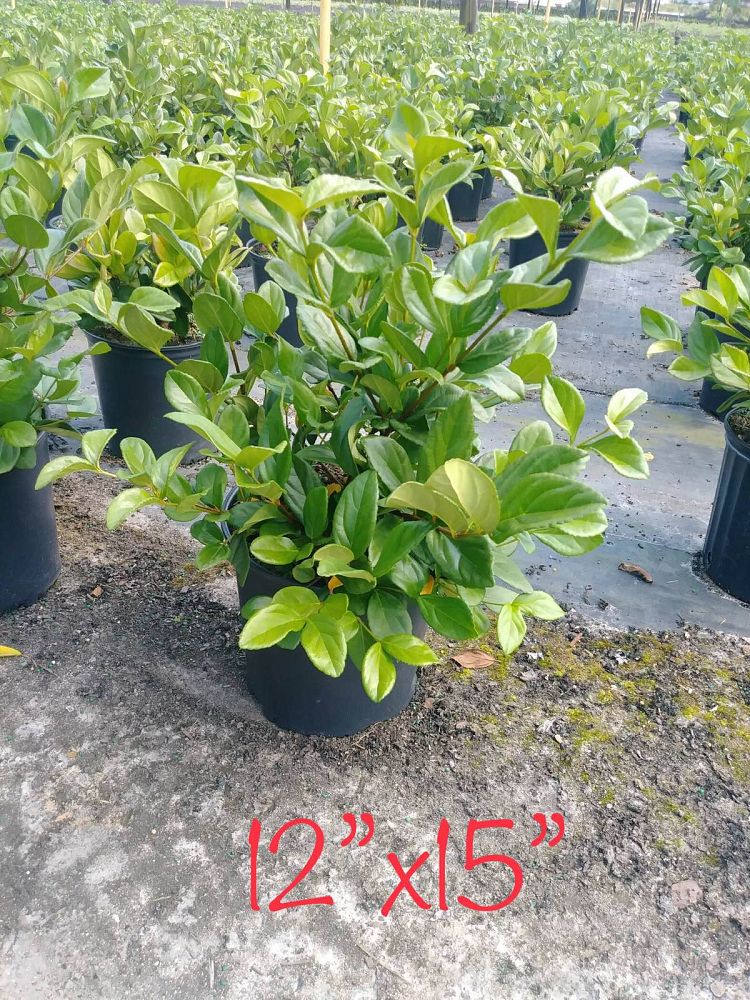 viburnum-suspensum-sandankwa-viburnum