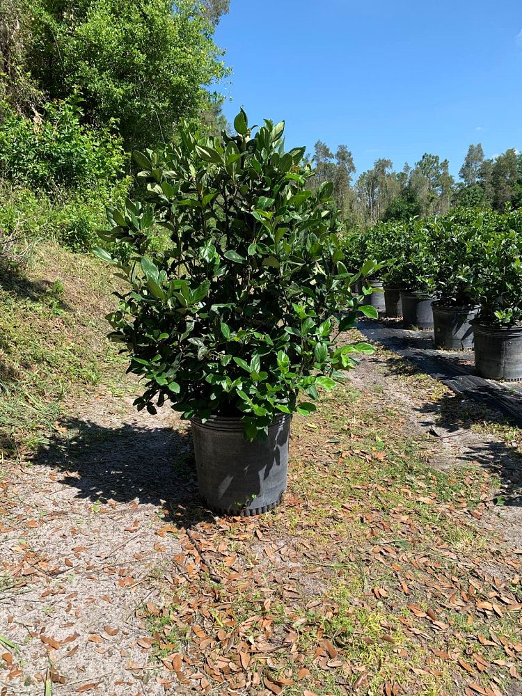 viburnum-suspensum-sandankwa-viburnum