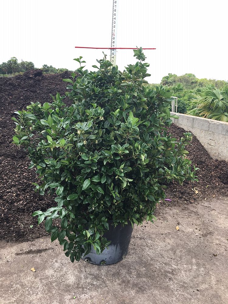 viburnum-suspensum-sandankwa-viburnum
