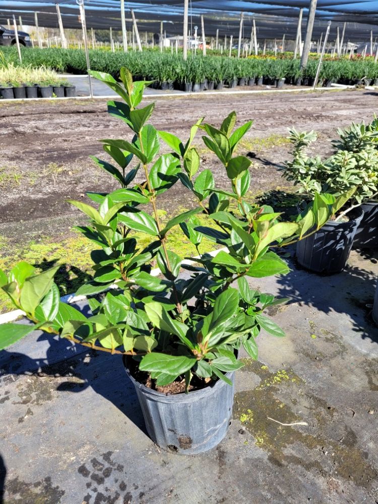 viburnum-suspensum-sandankwa-viburnum
