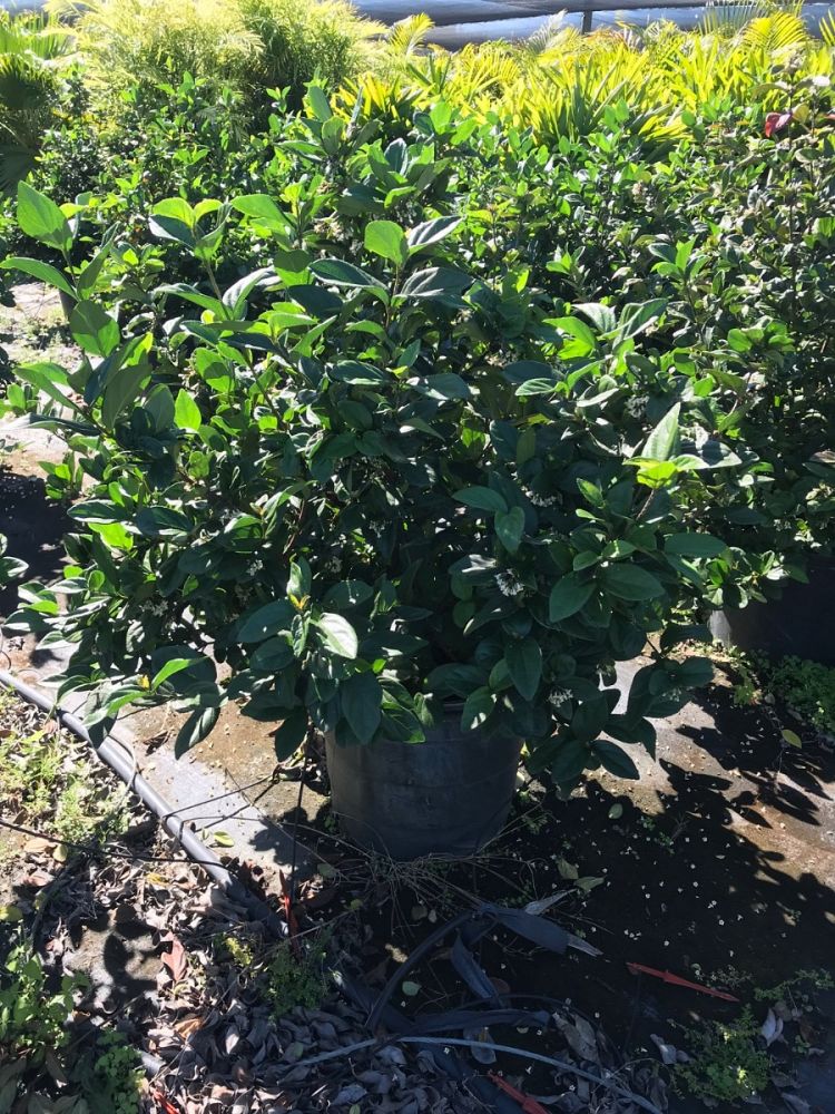viburnum-suspensum-sandankwa-viburnum