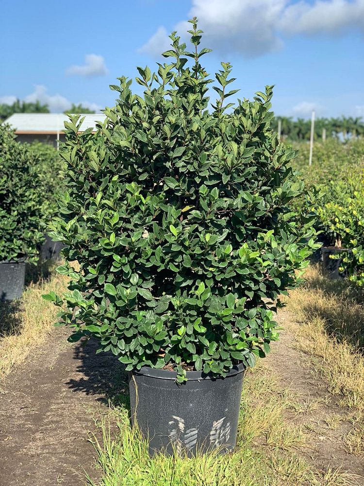 viburnum-suspensum-sandankwa-viburnum