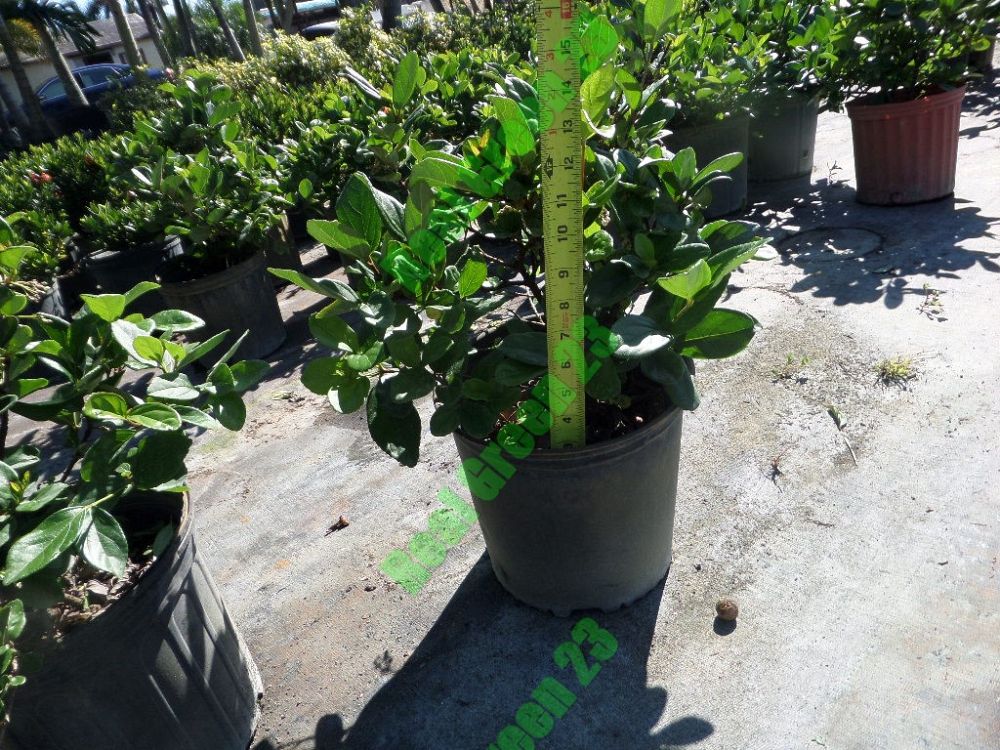 viburnum-suspensum-sandankwa-viburnum