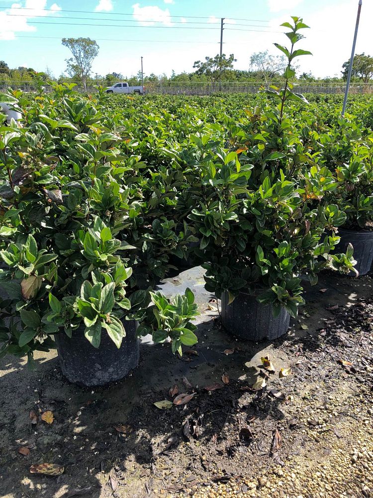 viburnum-suspensum-sandankwa-viburnum