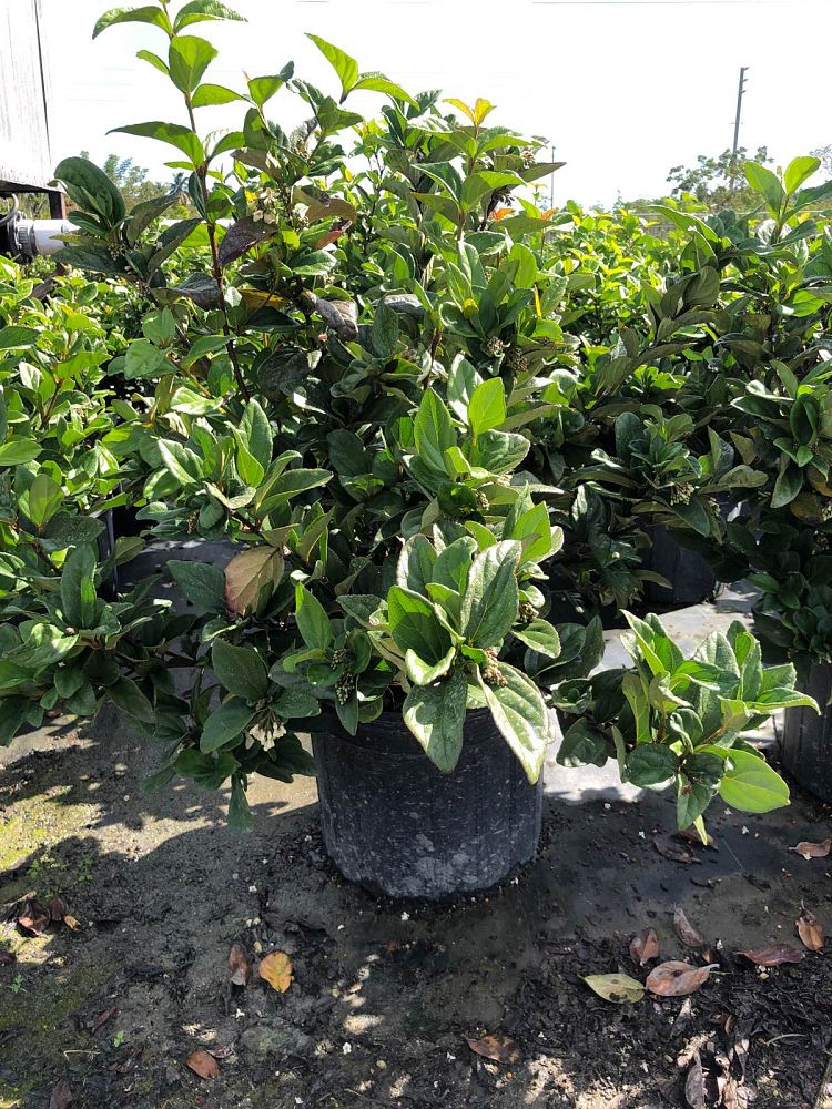 viburnum-suspensum-sandankwa-viburnum