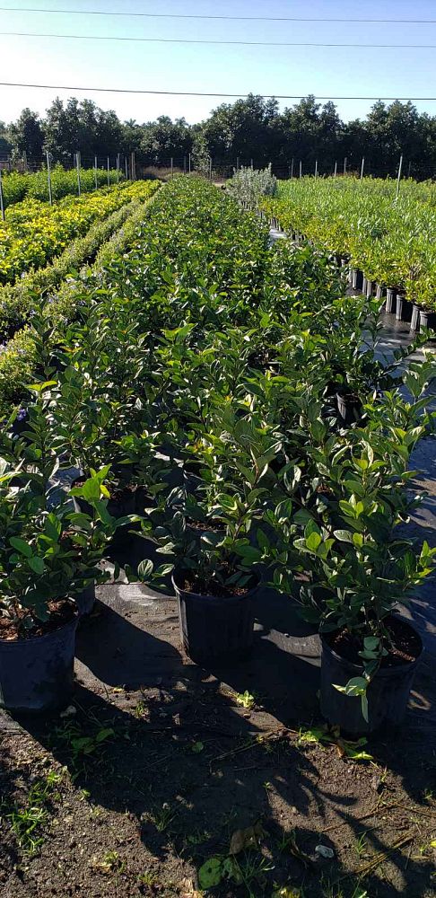 viburnum-suspensum-sandankwa-viburnum
