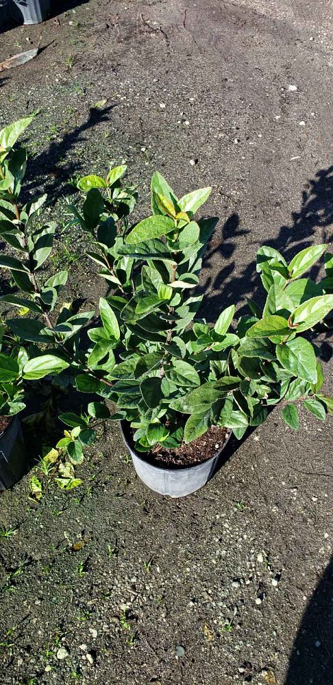 viburnum-suspensum-sandankwa-viburnum
