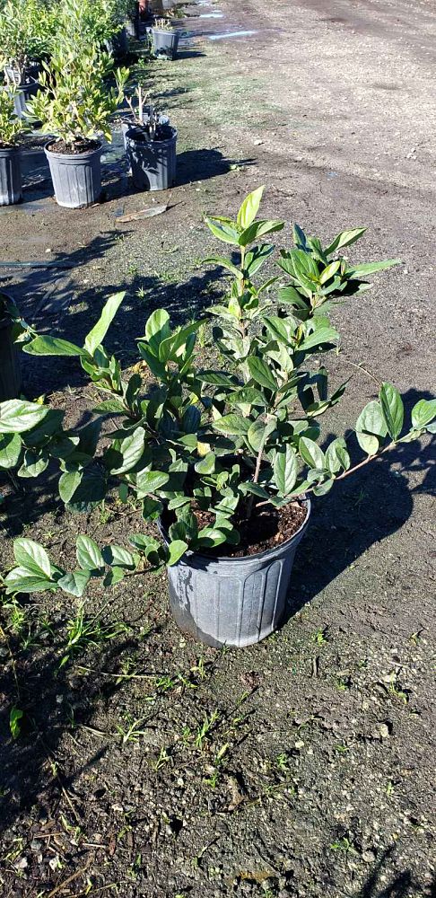 viburnum-suspensum-sandankwa-viburnum
