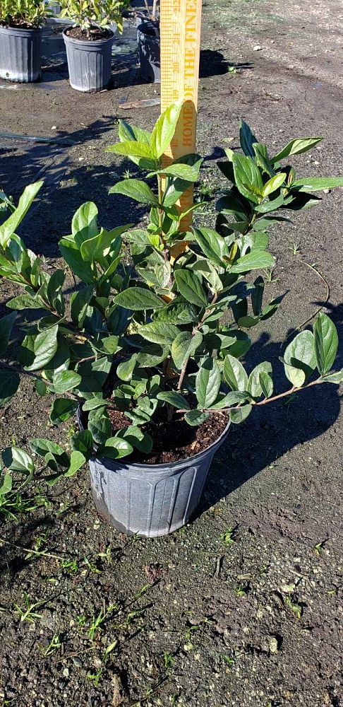 viburnum-suspensum-sandankwa-viburnum