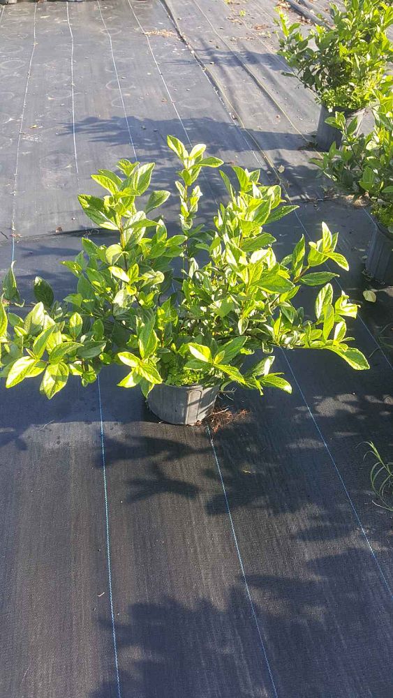 viburnum-suspensum-sandankwa-viburnum