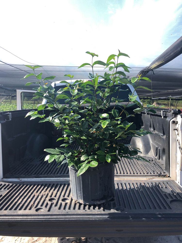 viburnum-suspensum-sandankwa-viburnum