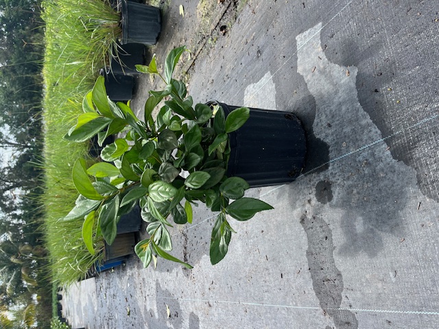viburnum-suspensum-sandankwa-viburnum