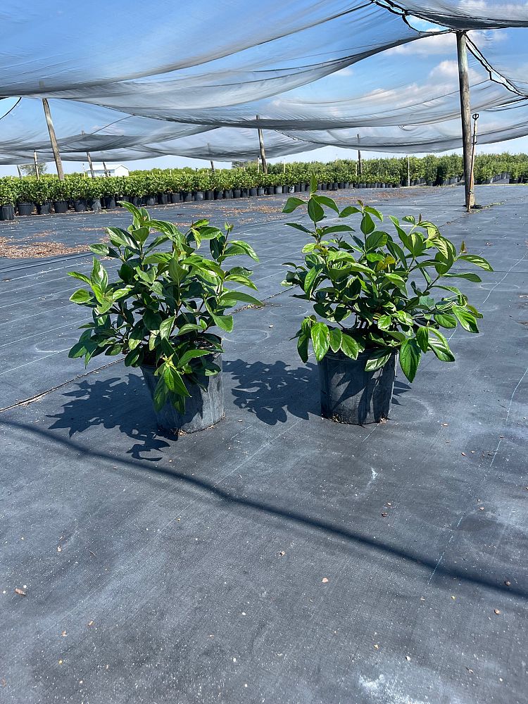 viburnum-suspensum-sandankwa-viburnum