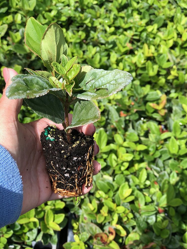 viburnum-suspensum-sandankwa-viburnum