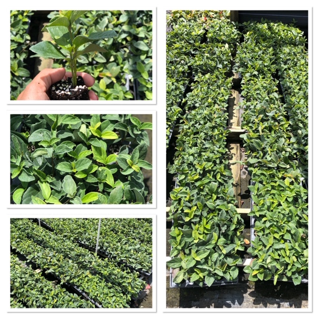 viburnum-suspensum-sandankwa-viburnum