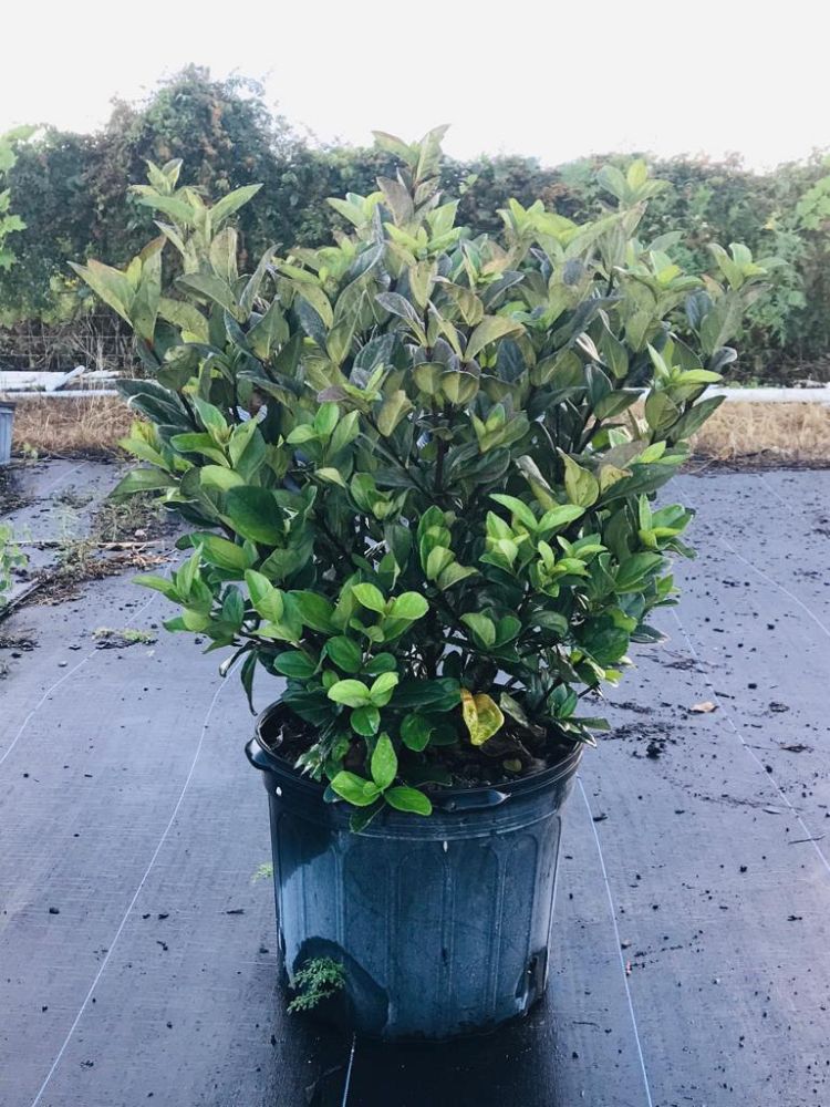 viburnum-suspensum-sandankwa-viburnum