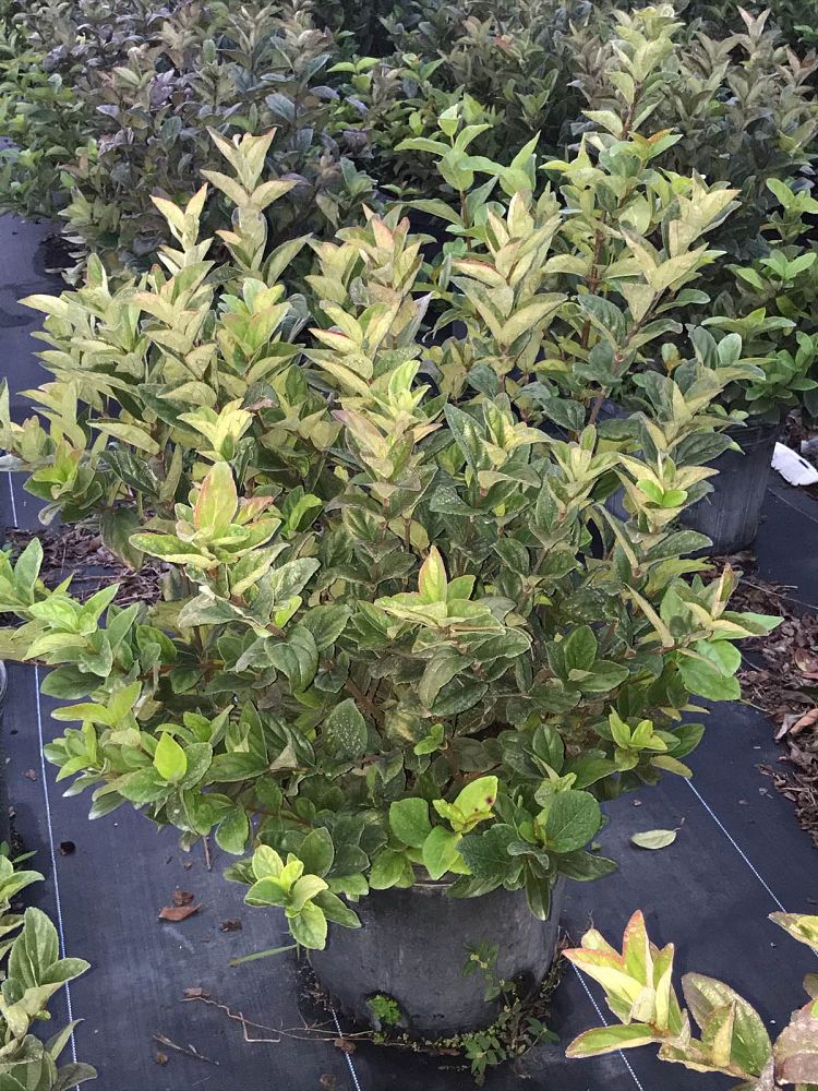 viburnum-suspensum-sandankwa-viburnum
