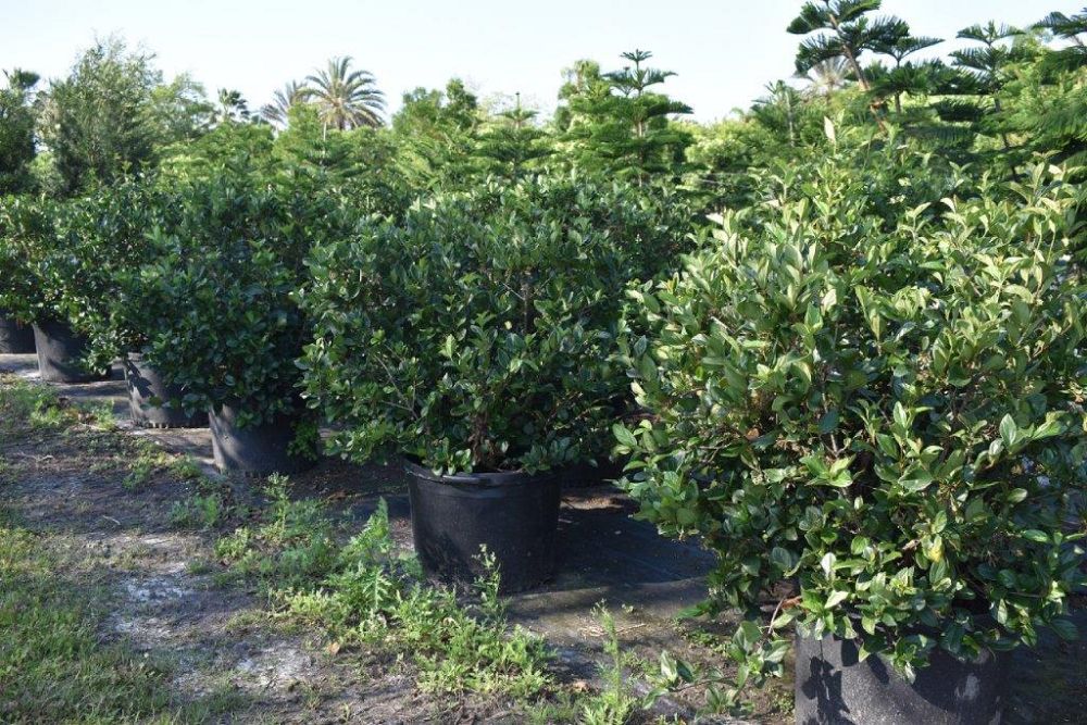 viburnum-suspensum-sandankwa-viburnum