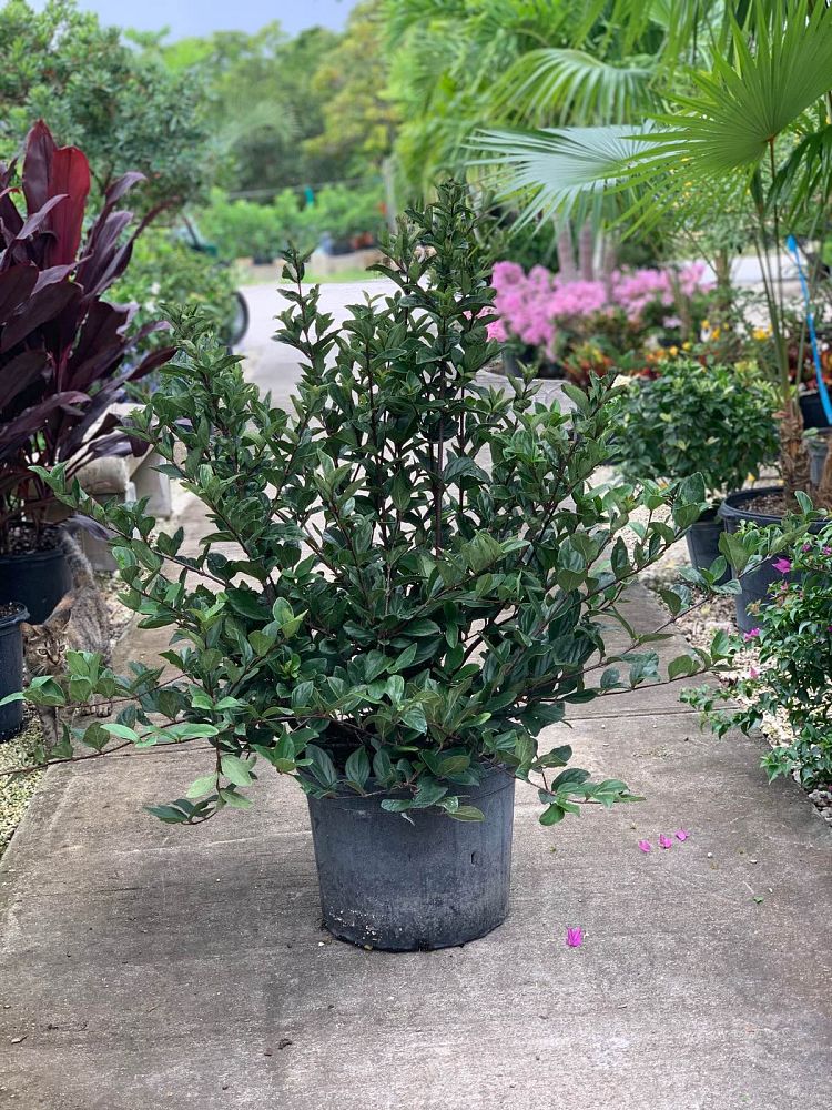 viburnum-suspensum-sandankwa-viburnum