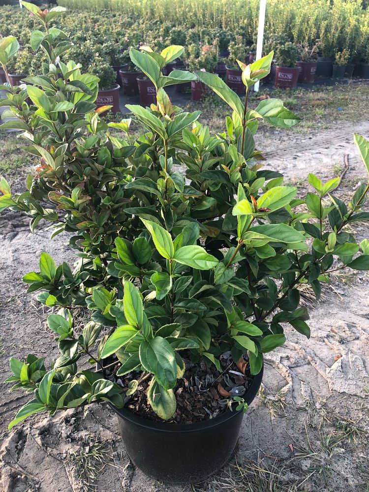 viburnum-suspensum-sandankwa-viburnum