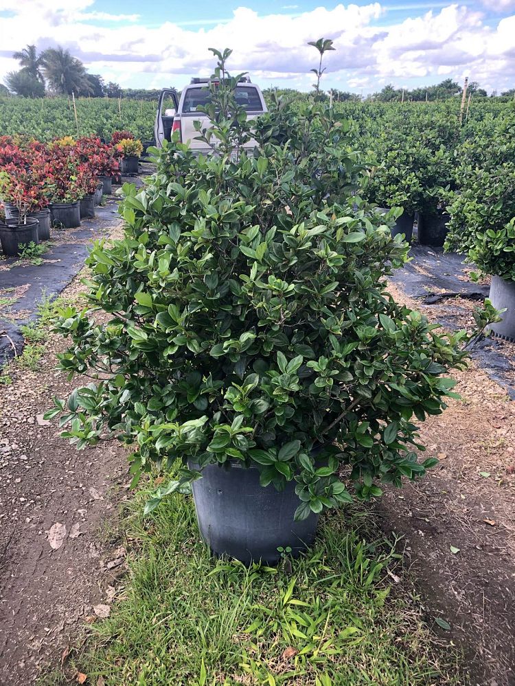 viburnum-suspensum-sandankwa-viburnum