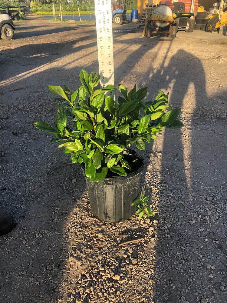 viburnum-suspensum-sandankwa-viburnum