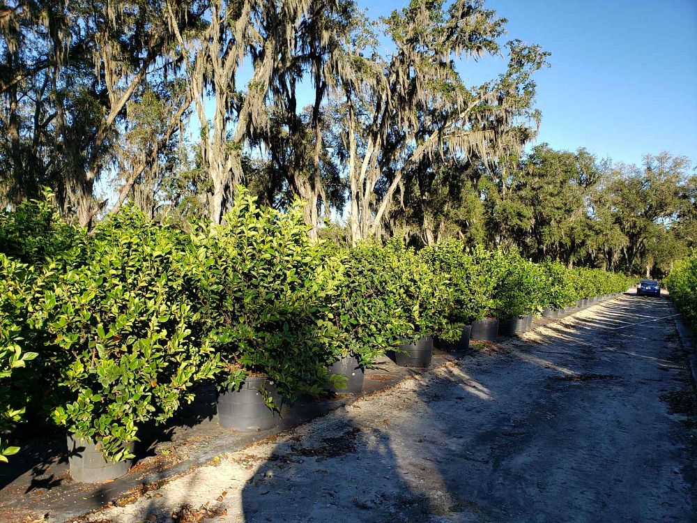 viburnum-suspensum-sandankwa-viburnum