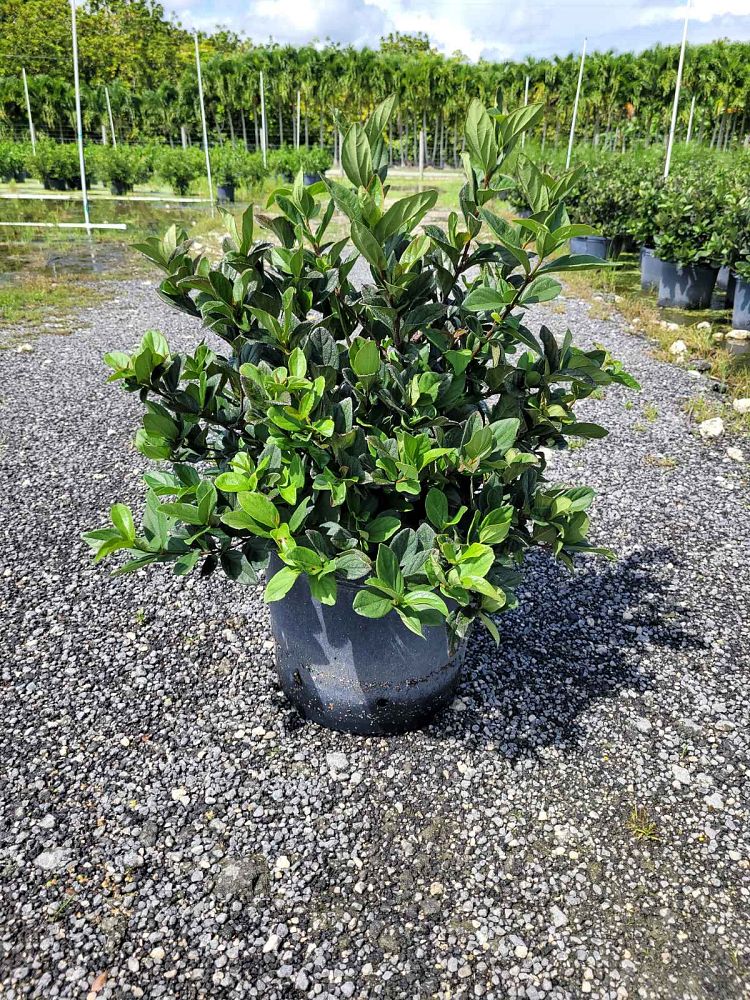 viburnum-suspensum-sandankwa-viburnum