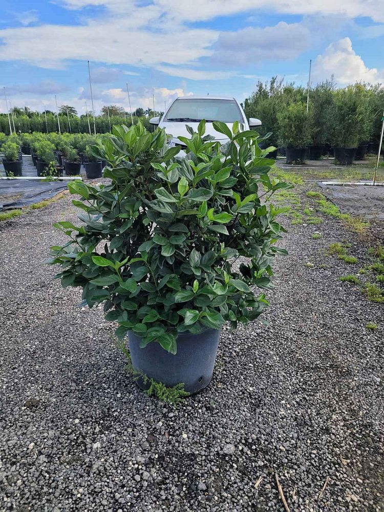 viburnum-suspensum-sandankwa-viburnum