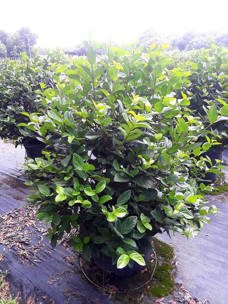 viburnum-suspensum-sandankwa-viburnum