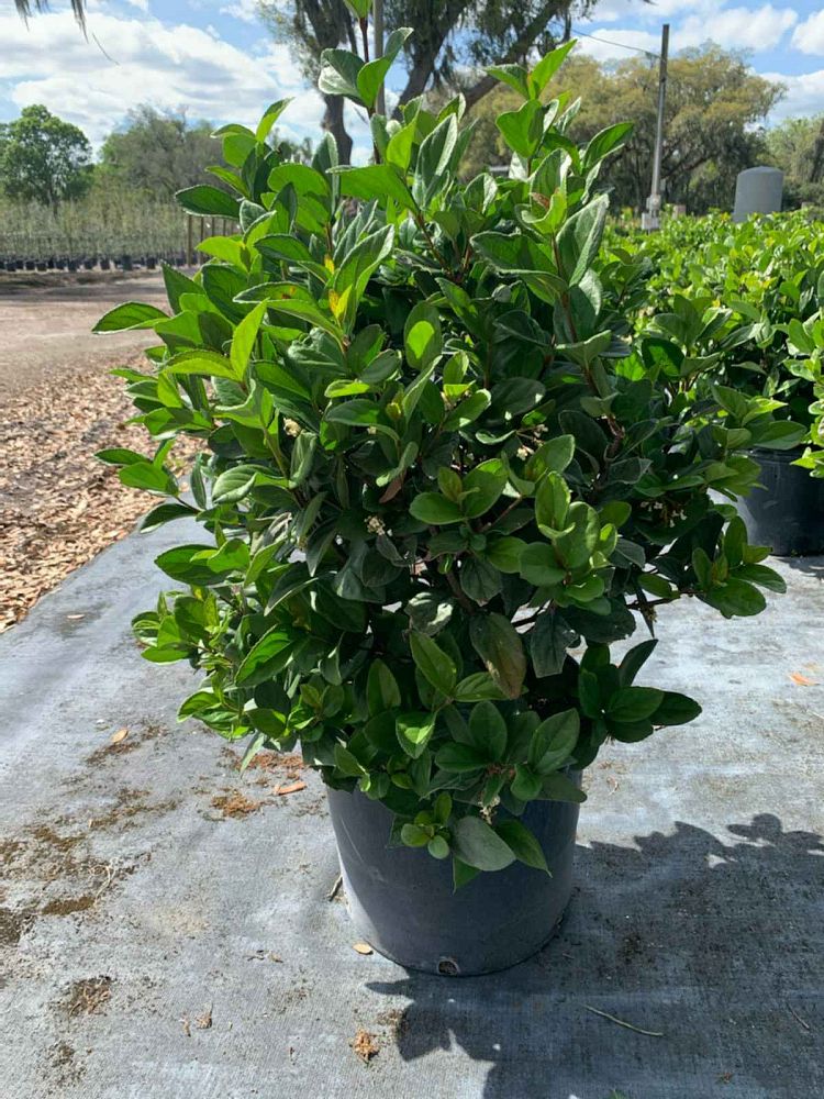 viburnum-suspensum-sandankwa-viburnum
