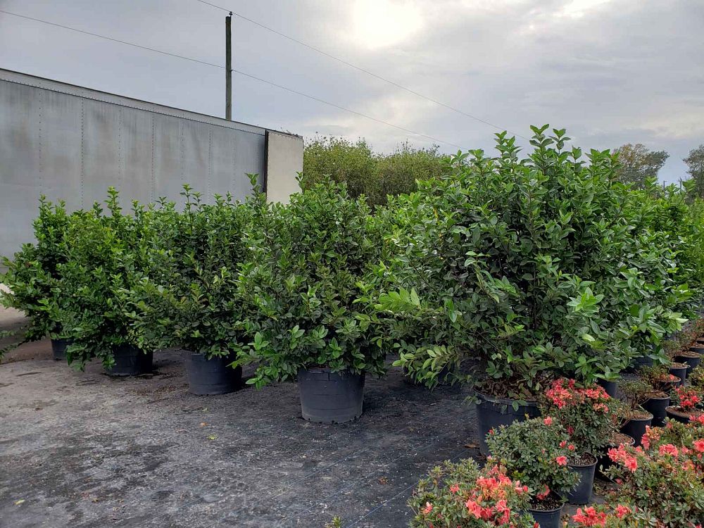 viburnum-suspensum-sandankwa-viburnum