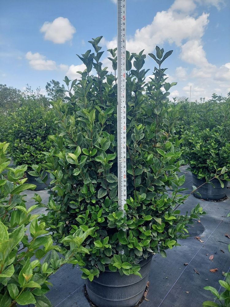 viburnum-suspensum-sandankwa-viburnum
