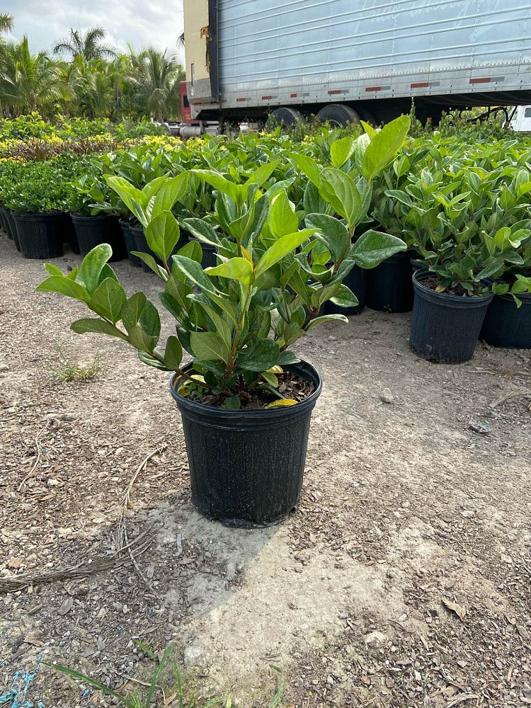 viburnum-suspensum-sandankwa-viburnum