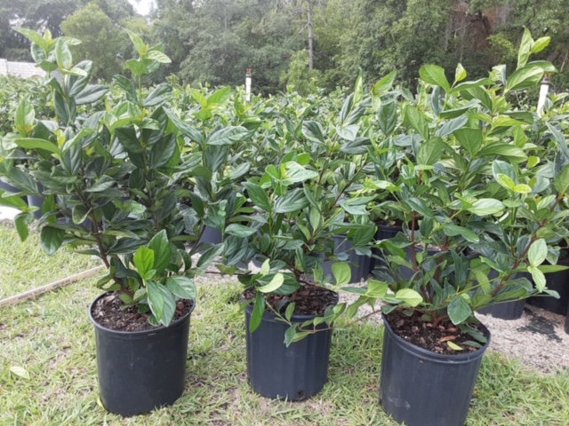 viburnum-suspensum-sandankwa-viburnum
