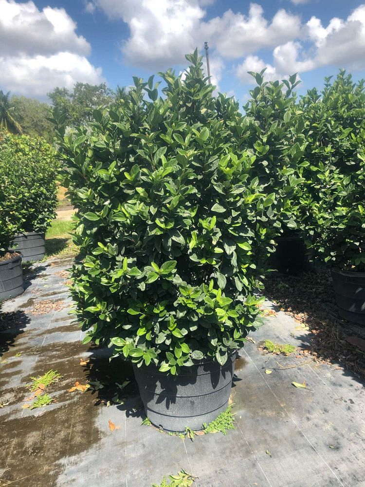 viburnum-suspensum-sandankwa-viburnum
