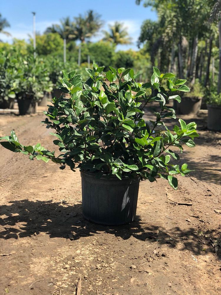 viburnum-suspensum-sandankwa-viburnum